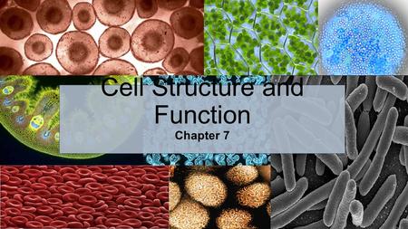Cell Structure and Function Chapter 7