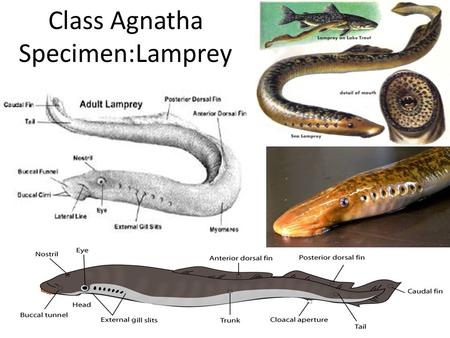 Class Agnatha Specimen:Lamprey