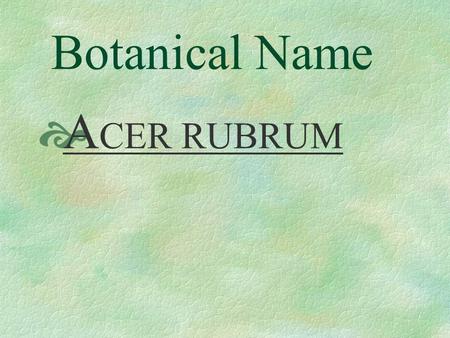 Botanical Name  A CER RUBRUM Pronunciation  AY - ser RU - brum.