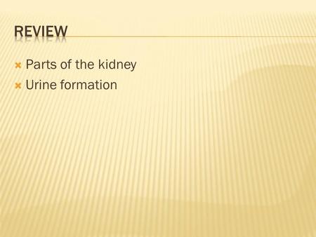  Parts of the kidney  Urine formation.  Why is urine more concentrated then other times?  Due to reabsorption of water.