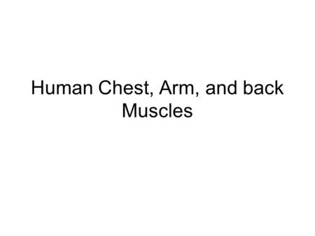 Human Chest, Arm, and back Muscles