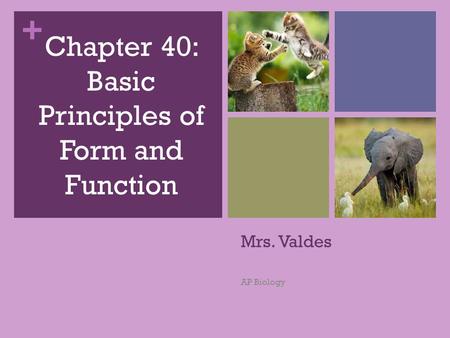 Chapter 40: Basic Principles of Form and Function