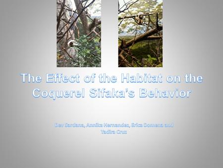 Which quadrant of the habitat would the Coquerel Sifaka perform the most diverse activities?
