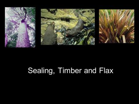 Sealing, Timber and Flax. Sealing Initially very abundant but 1800 there were only substantial populations in Fiordland, Southland, Stewart Island and.