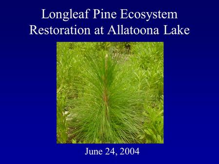 Longleaf Pine Ecosystem Restoration at Allatoona Lake June 24, 2004.