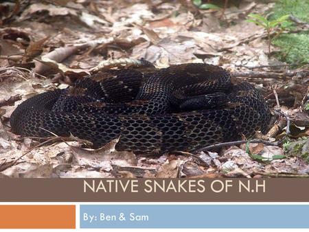 NATIVE SNAKES OF N.H By: Ben & Sam. Snakes in New Hampshire New Hampshire is home to these indigenous snake’s. Garter snake.Ribbon snake.Brown snake.Northern.