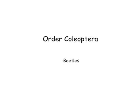 Order Coleoptera Beetles. Beetle Collections Beatle Collections.