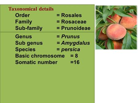 Taxonomical details Order= Rosales Family= Rosaceae Sub-family= Prunoideae Genus= Prunus Sub genus= Amygdalus Species= persica Basic chromosome= 8 Somatic.