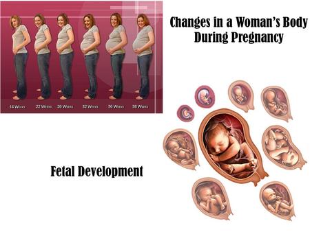Changes in a Woman’s Body During Pregnancy Fetal Development.