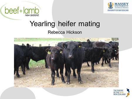 Yearling heifer mating Rebecca Hickson. Profitability of calving heifers Beef cow efficiency Why calve heifers Why not calve heifers Performance of heifers.