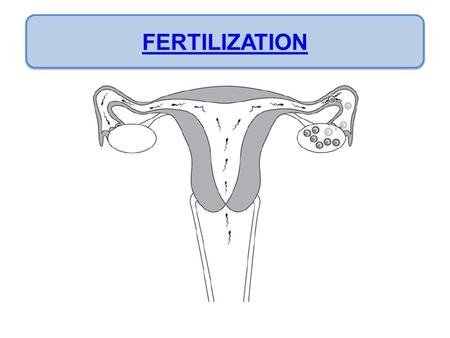 FERTILIZATION. Fertilization/Conception Day 1 sperm and ovum unite Day 7- 10 Zygote attaches to the lining of the uterus (implantation) The placenta.