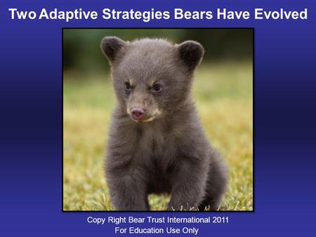 Copy Right Bear Trust International 2011 For Education Use Only Two Adaptive Strategies Bears Have Evolved.