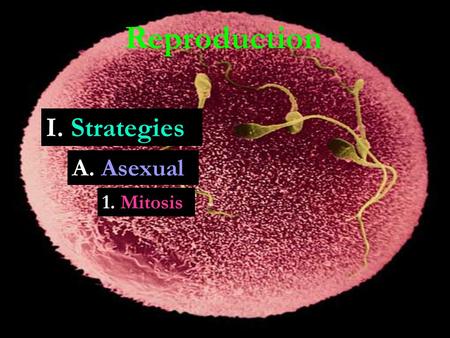 Reproduction A. Asexual 1. Mitosis I. Strategies.