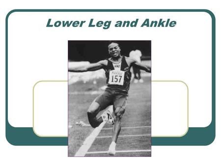 Lower Leg and Ankle. Walking Gait Stance Phase Heel-strike Midstance Toe-off Swing Phase.