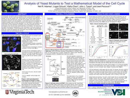 Analysis of Yeast Mutants to Test a Mathematical Model of the Cell Cycle Neil R. Adames 1, Logan Schuck 1, Kathy Chen 2, John J. Tyson 2, and Jean Peccoud.