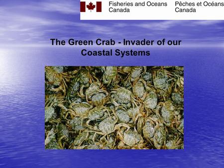 The Green Crab - Invader of our Coastal Systems THE GREEN CRAB (Carcinus maenas) An aquatic invader.