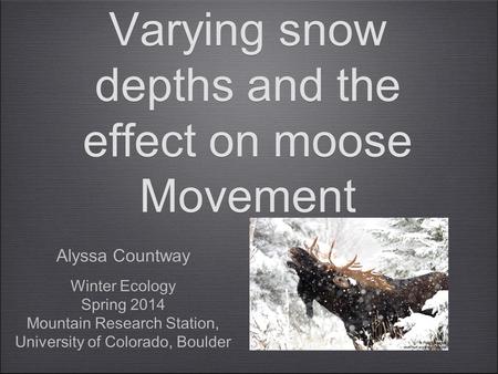 Varying snow depths and the effect on moose Movement Alyssa Countway Winter Ecology Spring 2014 Mountain Research Station, University of Colorado, Boulder.