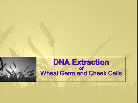 DNA Extraction of Wheat Germ and Cheek Cells
