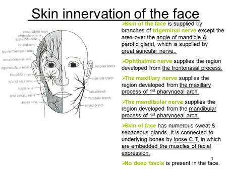 Skin innervation of the face