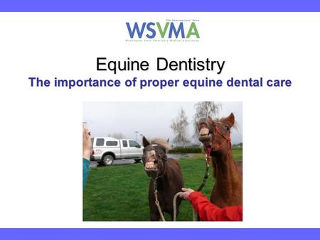 Equine Dentistry The importance of proper equine dental care