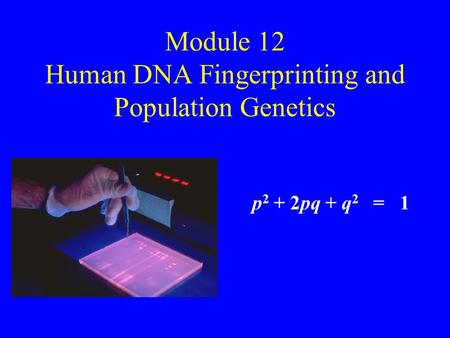 Module 12 Human DNA Fingerprinting and Population Genetics p 2 + 2pq + q 2 = 1.