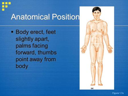 Anatomical Position Body erect, feet slightly apart, palms facing forward, thumbs point away from body Figure 1.7a.