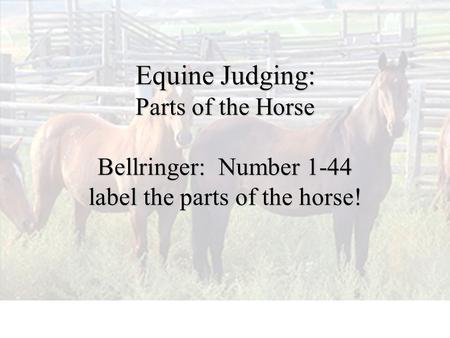 Equine Judging: Parts of the Horse Bellringer: Number 1-44 label the parts of the horse!