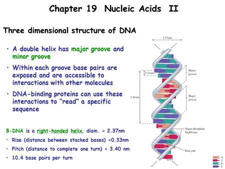 Three dimensional structure of DNA A double helix has major groove and minor grooveA double helix has major groove and minor groove Within each groove.