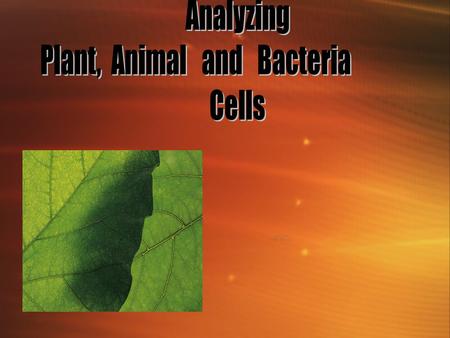 Plants, Animal and Bacteria cells Indicator - KCKS 10SC060302 : Distinguish cellular structures and their function in plants, animals and bacteria. (