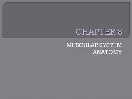 MUSCULAR SYSTEM ANATOMY. TRUE/FALSE 1. There are 3 types of muscle. 2. There are 600 skeletal muscles in the human body. 3. You use more than 40 muscles.