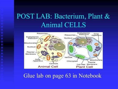 POST LAB: Bacterium, Plant & Animal CELLS