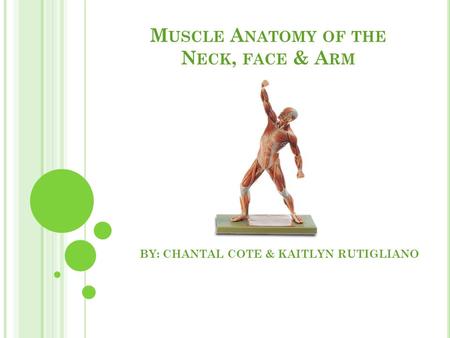 M USCLE A NATOMY OF THE N ECK, FACE & A RM BY: CHANTAL COTE & KAITLYN RUTIGLIANO.