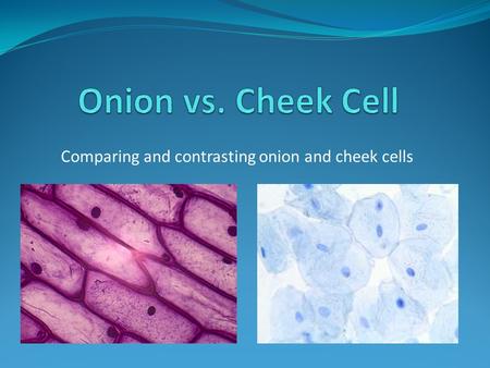 Comparing and contrasting onion and cheek cells