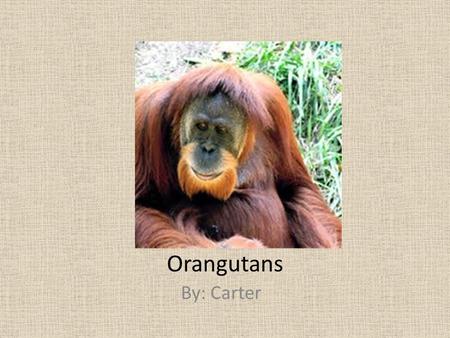Orangutans By: Carter. Classification and Description Pongo Pygmaeus 88-175 pounds Orange, red to gray, brown Young males don’t have cheek pouches.