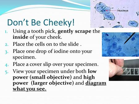 Don’t Be Cheeky! 1. Using a tooth pick, gently scrape the inside of your cheek. 2. Place the cells on to the slide. 3. Place one drop of iodine onto your.