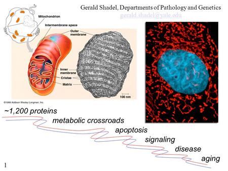 Gerald Shadel, Departments of Pathology and Genetics