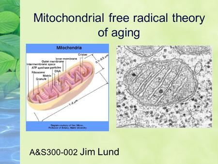 Mitochondrial free radical theory of aging A&S300-002 Jim Lund.