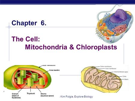 Chapter 6. The Cell: Mitochondria & Chloroplasts