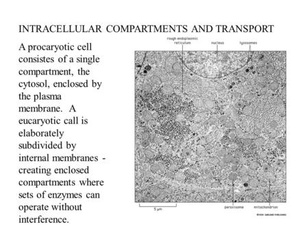 INTRACELLULAR COMPARTMENTS AND TRANSPORT