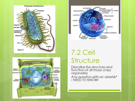 7.2 Cell Structure Describe the structure and function of all those crazy organelles Any question with an asterisk* - NEED TO KNOW!