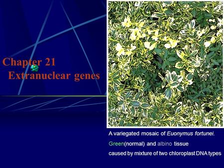 Chapter 21 Extranuclear genes A variegated mosaic of Euonymus fortunei. Green(normal) and albino tissue caused by mixture of two chloroplast DNA types.