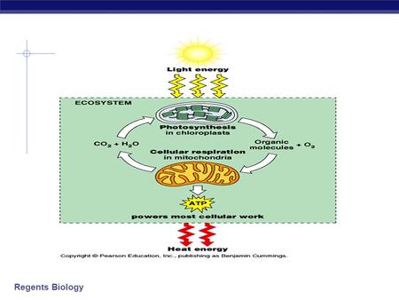 Regents Biology 2009-2010 Cellular Respiration Harvesting Chemical Energy ATP.