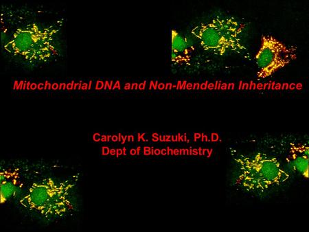 Mitochondrial DNA and Non-Mendelian Inheritance Carolyn K. Suzuki, Ph.D. Dept of Biochemistry.