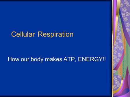 Cellular Respiration How our body makes ATP, ENERGY!!
