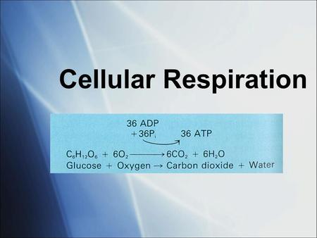 Cellular Respiration. Cellular respiration What does it do?  Uses glucose to create ATP How do plants get glucose? make it themselves (autotroph) How.