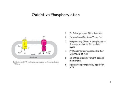 1 Oxidative Phosphorylation 1.In Eukaryotes -> Mitochondria 2.Depends on Electron Transfer 3.Respiratory Chain: 4 complexes -> 3 pumps + Link to Citric.