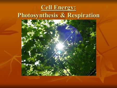 Cell Energy: Photosynthesis & Respiration. Biology 4B Investigate and Identify cellular processes including synthesis of new molecules.