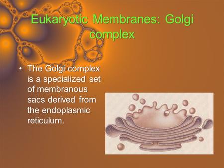 Eukaryotic Membranes: Golgi complex The Golgi complex is a specialized set of membranous sacs derived from the endoplasmic reticulum.