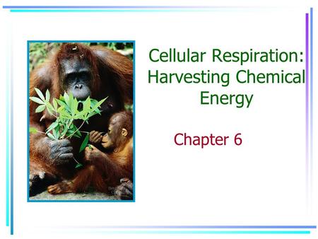 Cellular Respiration: Harvesting Chemical Energy Chapter 6.