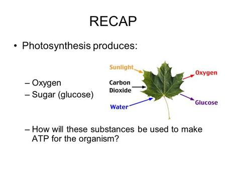 RECAP Photosynthesis produces: Oxygen Sugar (glucose)